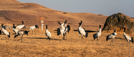 Black-necked cranes (Grus nigricollis) wintering in China