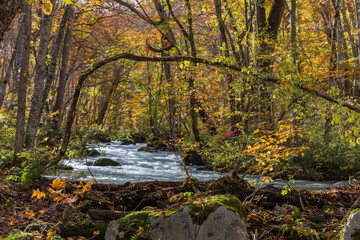 Obraz premium 日本 青森県十和田市、十和田湖の子ノ口から焼山まで続く奥入瀬渓流の紅葉