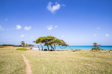 Nature in a special way, trees grow with the wind, a dreamlike landscape right on the Turquoise Sea. Deserted sandy beaches in the Caribbean. Pointe Allègre on Basse Terre, Guadeloupe, French Antilles