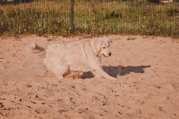 A white dog runs to an agility class and catches a ball. A golden retriever is in motion on the playground on the sand