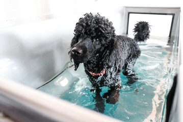 dog in a pool at hydrotherapy - obrazy, fototapety, plakaty