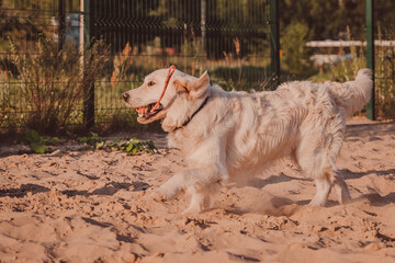 A white dog for an agility class happily happily performs a task with a toy in its mouth. Golden Retriever in motion on the playground on the sand
