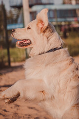 The white dog walks vertically on two paws and ears up. Golden Retriever in motion on the playground on the sand
