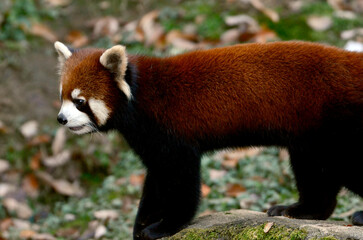 レッサーパンダ