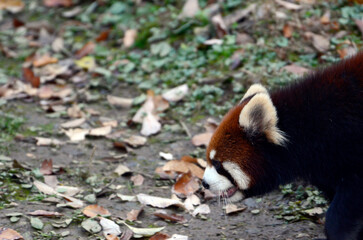 レッサーパンダ