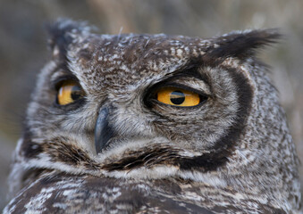 Great Horned Owl, Bubo virginianus nacurutu, Peninsula Valdes, Patagonia, Argentina.