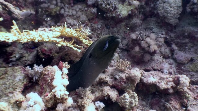 In clear underwater realm of coral reef, moray eel is truly impressive sight. Clear waters of underwater coral reef showcase impressive presence of moray eel. Red Sea.