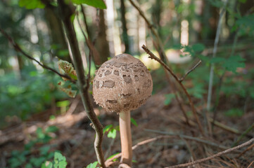 Young mushroom. Parasol mushroom (macrolepiota procera) growing on forest floor