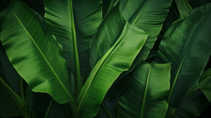 The texture of tropical Green banana leaves. Nature Background.