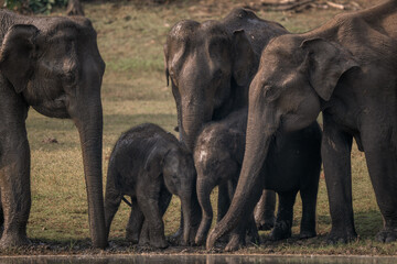 Asian Elephant - Elephas maximus, beautiful large iconic mammal from Asian forests and woodlands,...