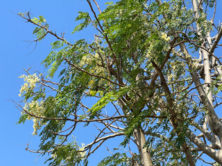 green branches of moringa tree and blue sky