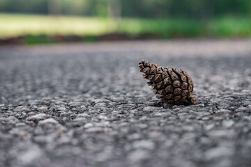 Pinecone isolated on ground selective focus