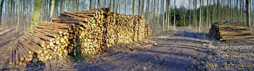 Environment, wood and deforestation with logging pile on ground outdoor for industry, manufacturing or production. Nature, trees and dirt road in forest or woods for lumber supply and profession