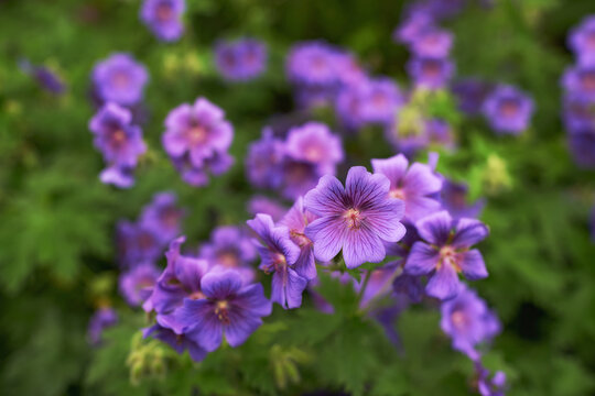 Purple, Flowers And Garden Or Landscape For Spring With Blossom, Growth And Plants For Green Outdoor. Beautiful, Vibrant And Colorful Geranium Or Himalayan Cranes Bill For Background In Park Or Field