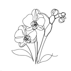 Orchid with leaves, vector drawing, minimalistic black one line sketch isolated on white background