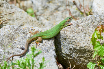 European green lizard female sunbathing on the rock (Lacerta viridis)