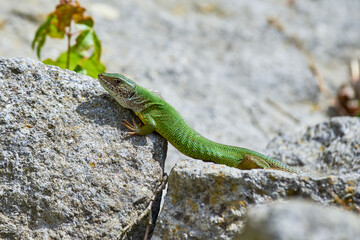 European green lizard female sunbathing on the rock (Lacerta viridis)