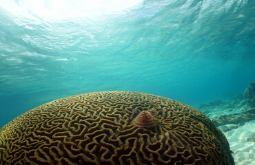 a brain coral on a reef on the island of Curacao