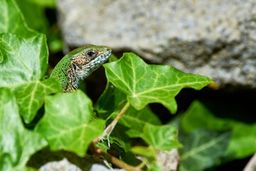 European green lizard female sunbathing on the rock (Lacerta viridis)