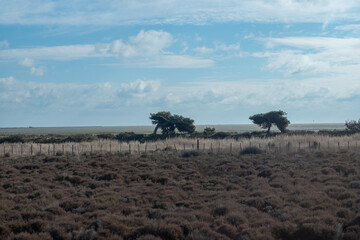 wildebeest in serengeti national park city
