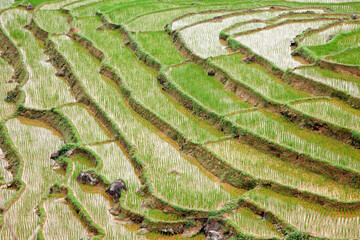 Terraced rice field in Mai Chau, Vietnam, creating amazing landscapes