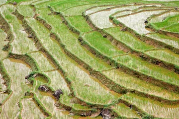 Fotobehang Terraced rice field in Mai Chau, Vietnam, creating amazing landscapes © ArieStormFotografie