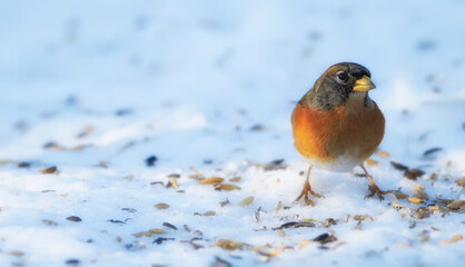 Bird, snow and nature with feather in natural environment for wildlife, ecosystem and fly outdoor. Fluffy and fragile with wing and color in habitat and standing for survival in winter weather