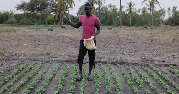 Small scale Black African farmer throwing fertiliser on vegetables on a farm in Senegal, Sahel region. Drought, Climate Change, Desertification