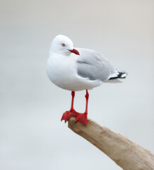 Bird, outdoors and perched on branch, wooden and avian wild animal in natural environment. Seagull, closeup and feathers for gulls native to shorelines, wildlife and birdwatching or birding