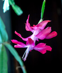 Blooming Christmas cactus in a pot on the windowsill, macro - 749356053
