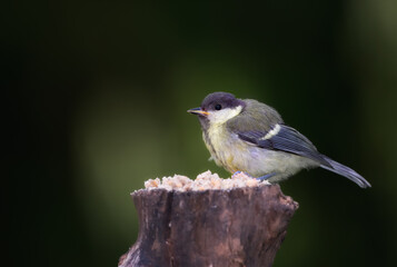 Great tit, garden bird and outdoors in spring time, avian wild animal in natural environment. Close up, nature or wildlife native to United Kingdom, perched or eating on wooden stump for birdwatching