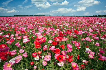 Red and pink poppy flowers, grown here in a farmer's field for seed at Tholen, Netherlands.