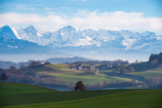 The "Dreigestirn" in the Swiss Alps and Berner Oberland | View from Bern Gurten with a solitair tree in the center | Eiger Jungfrau Jungfraujoch M&ouml;nch