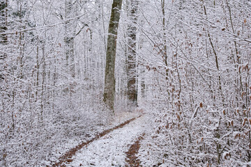 Dirt road crossing snowy deciduous stand