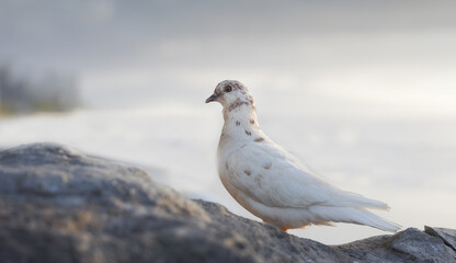 Dove, bird and outdoor at ocean environment or ecosystem wildlife or coastal sea habitat for relax, calm or sitting. Feathers, fowl and outside in South Africa or animal with wings, perched or water