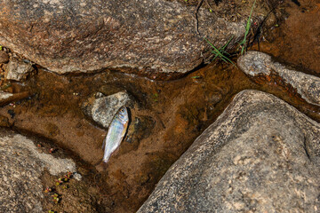 closeup small fish lying dead in a dry river in Thailand during the summer