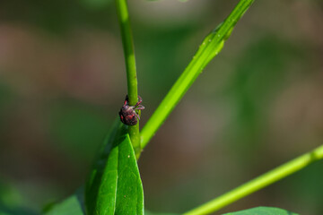 closeup A small beetle hugs a grass plant. The bright green background is pleasing to the eye.