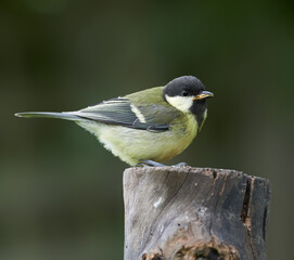 Obraz na płótnie Canvas Great tit, bird and outdoors in summer time, avian wildlife in natural environment. Close up, nature or animal native to United Kingdom, perched or resting on wooden stump for birdwatching or birding