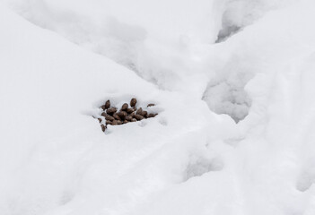 Brown roe deer droppings on the snow in the shape of a peanut
