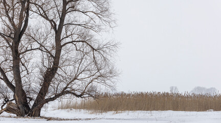 large tree near the reeds in winter
