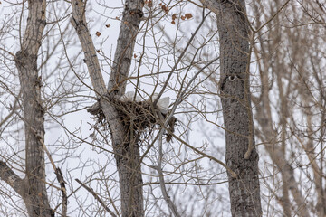 abandoned bird's nest high on a tree in the forest