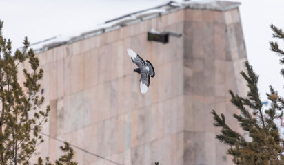 Obraz premium city ​​pigeon litit with spread wings above the trees against the background of the building 