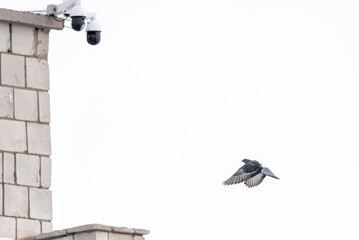 city ​​pigeon in flight against a white sky