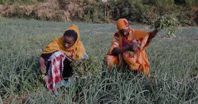 Small scale Black African female farmers weeding amongst crops on a farm in Senegal, Sahel region. Drought, Climate Change, Desertification