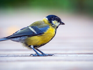 Fototapeta premium Close-up portrait of a great titmouse.