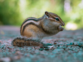 Chipmunk eating sunflower seeds
