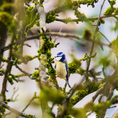 A blue tit stands in a moss covered apple tree looking for food.