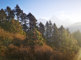 The majestic sun casts its golden rays, illuminating the towering mountains and lush green trees in its warm embrace.