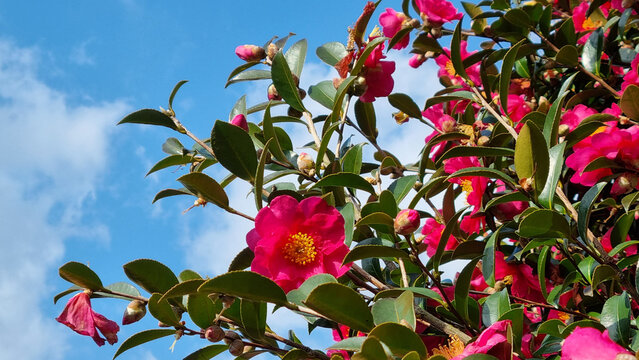 Camellia flower. It is a photo of a blue sky and red camellia flowers.