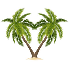 palm tree isolated on white